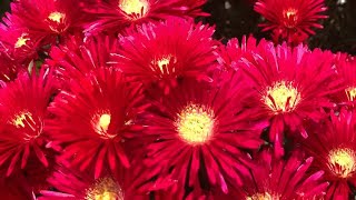 #BEAUTIFUL ICE PLANT#Short