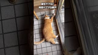 おもちゃを隙間から外に出す楽しさを覚えたココ#保護猫 #cat #猫のいる暮らし #茶とら猫 #ねこ #茶トラ #猫 #ネコ #shorts