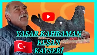 💯 de 50 güvercin'deyse 💯 de 50 seyiste 👉 Yaşar kahraman