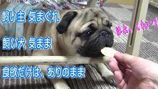 【飼い主 気まぐれ、飼い犬 気まま、食欲だけはありのまま】ビスケットが大好物の愛犬　うちのパグ『おまめ日』