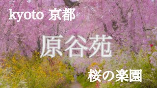 【Kyoto 京都癒しの花めぐり】原谷苑　桜の楽園【そうだ京都行こう】