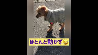 17歳　トイプードル　盲目おじいちゃん犬の日常🐕