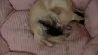 チワワの自然出産[Natural birth of Chihuahua]