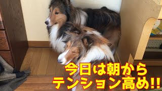 【シェルティ】今日は朝からテンション高め【ガウガウした】