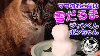 ジャンくんポンちゃんのお土産に雪だるまを作ったよ 【Jean \u0026 Pont 2721】2022/1/7　保護猫ジャンけんポン