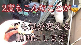 ニュージーランド多肉生活　8月30日　そ、そんな、、、、、、