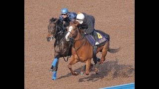 【高松宮記念】ナランフレグは美浦・Ｗコースで軽快 宗像調教師「変わりなく順調」|Top News