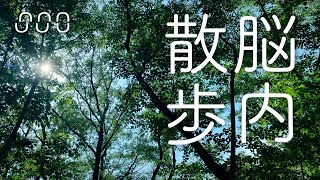 「風の音、揺れる木々と野鳥の声、遠くに聞こえる街の音」Mt. Hachiman, the trees swaying in the wind【 環境音BGM 作業用BGM 睡眠用BGM 】