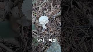 #야생 식용버섯 닭다리