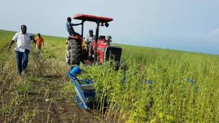 YAPEL CDG 300 REAPER BINDER SICKLE - HARVESTING MACHINE SESAME HARVESTING VIDEO 2 SUDAN 20.10.2016