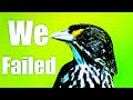 How We Failed to Save the Dusky Seaside Sparrow