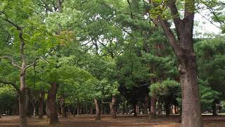 夏から秋へ季節は移ろう　代々木八幡駅から代々木公園を経て原宿駅に　2020/9/15 6