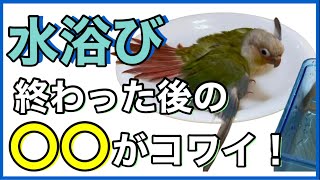 【ウロコインコ】水浴びはいつからできる？安全に水遊びができる5つのポイントを紹介！