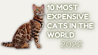 List of 10 most expensive cats in the world 2022 | Domestic Cats 2022.
