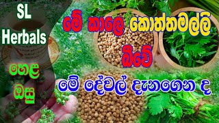 කොත්තමල්ලි/koththamalli/kottamalli/coriander /(coriandrum sativum)