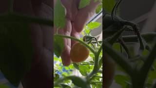 Vietnam rural life - tomato harvest