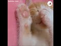 どんな夢をみてるの？ 自分の肉球を吸いながら眠る子猫【peco tv】