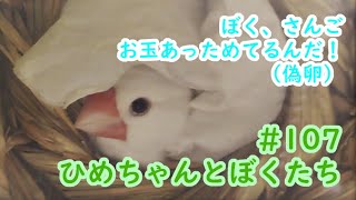 珊瑚くん、巣材に包まれる　# 107　ひめちゃんとぼくたち 文鳥