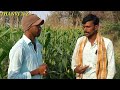 corn crop cultivation in telugu 2022 maize cultivation మొక్కజొన్న పంట corn farming thanvi a z