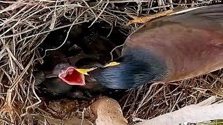 Common myna Birds come to the nest to feed their young.