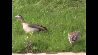 Egyptian Geese Head Bobbing in London