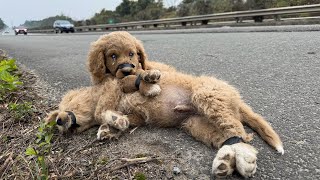 Cruelty Exposed: Two Puppies Abandoned and Near Death – Watch the Rescue Team's Incredible Rescue!