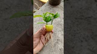 Grow lemon by unique way 🍋 #shorts  #youtubeshorts #viralshorts #lemonfruit #growlemongrass