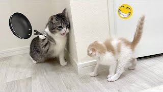 Funniest Animals 😄 New Funny Cats and Dogs Videos 2024 😹🐶 #775