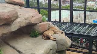 祝憲法★⑩ライオン・獅子・アルーシャくん♠Lion・・・沖縄こどもの国・Okinawa Zoo \u0026 Museum(20220503)