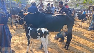 @আজ ২৩ /১২/২৪ | কমদামের মধ্যে গাভী ও বাছুর গরুর দাম | আমবাড়ী হাট |দিনাজপুর