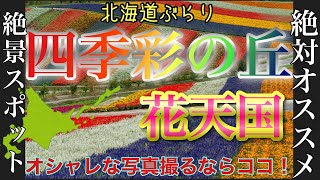 【旅行.撮影.北海道】絶景花天国🌼四季彩の丘に行ってみた！