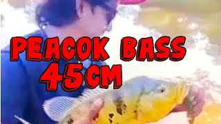 peacockbass pkpb??