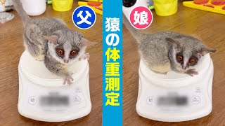 【成長記録】猿一家の体重測定 Weigh the monkeys