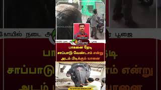 Selfie எடுத்தால் கடுப்பான யானை | #shorts | #tiruchendur | #elephant | #puthiyathalaimuraitv