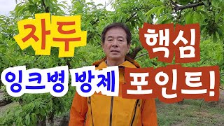 자두 잉크병 방제 핵심 포인트!