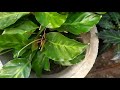 how to make calathea louisae bushier and prettier tips and care