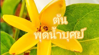 แนะนำต้นไม้ที่มีดอกหอม พุดน้ำบุศย์