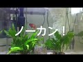 アクアリウム【ザリガニ・金魚】コケ対策！したかった！