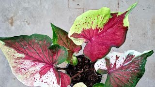 นพเก้า บอนสี Caladium