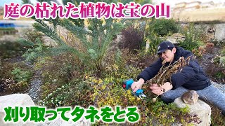 【冬の庭作業】庭の基本は種子で増やしてコストを抑える【花の谷オールドビレッジ】