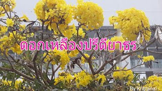 ดอกเหลืองปรีดียาธรบานที่รพ.สมเด็จพระนางเจ้าสิริกิต์