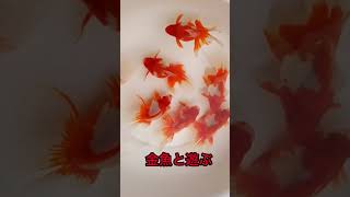 平賀産の更紗琉金　金魚 #Shorts ショート動画