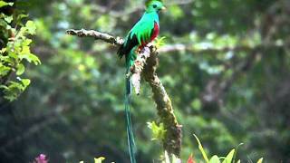 Nesting male Resplendent  Quetzal at Mount Totumas Cloud Forest