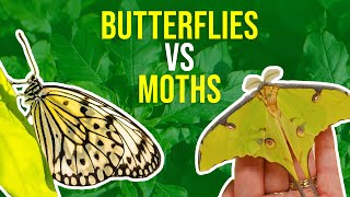 Moths vs Butterflies | How Can I Tell Moths And Butterflies Apart?
