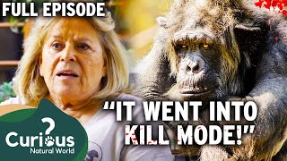 Intelligent Yet 100% DEADLY Insane Chimpanzee Attacks Owner | Full Episode | Curious?: Natural World