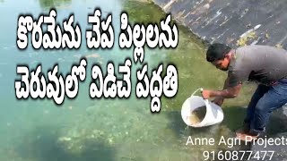 కొరమేను చేప పిల్లలను చెరువులో విడిచే పద్దతి | చేపలు నీటిలో విడిచే విధానం