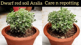 Aralia dwarf plant care n repotting soil, ornamental plant care tips, aralia varieties