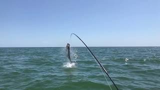 Giant Tarpon Jumping Slow mo - Tampa Fly Guides