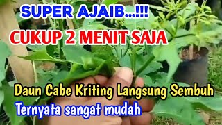 Cara mengobati daun cabe kriting langsung sembuh tanpa ribet