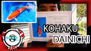 DAINICHI KOHAKU ปลาคาร์ฟจากฟาร์มอันดับหนึ่งของโลก | DAD AND HIS  KOI#17